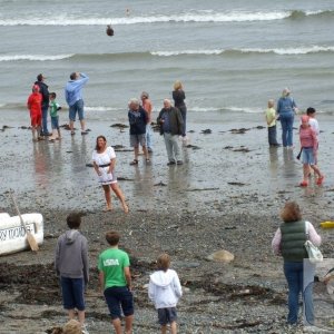 Mer-Maids? or Meadery maids?