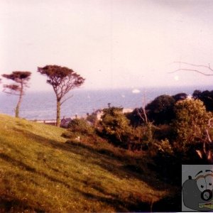 Trees and more Trees