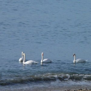 Swans