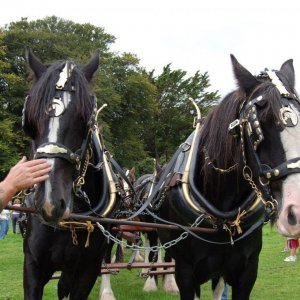 Trereife  summer  fayre.