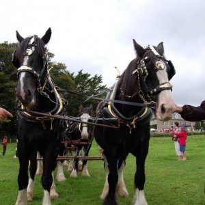 Trereife  summer  fayre.