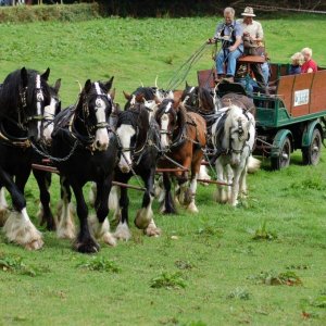 Trereife  summer  fayre.