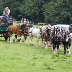 Trereife  summer  fayre.