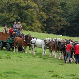 Trereife  summer  fayre.