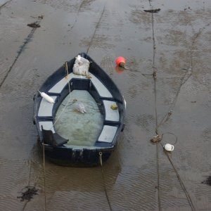 penzance  inner harbour.