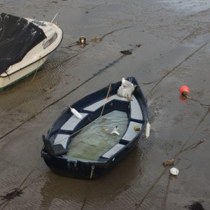 penzance  inner harbour.