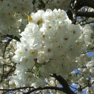 Penrose Gardens, Penzance