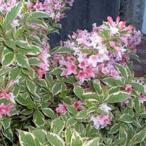 Cultivated shrub in a Heamoor front garden