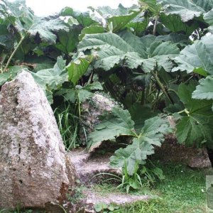 Gunnera mannicata