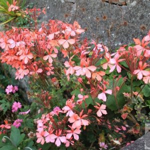 Cultivated flower - Please identify