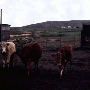 Sunday outing to Gurnard's Head - April, 1977