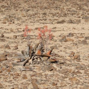 Our Desert trip today.