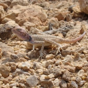 Another trip to the Wadis outside Salalah