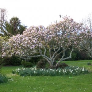 Magnificent Magnolia