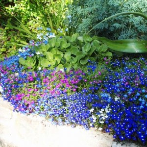 A Late Summer Show in Penlee Park