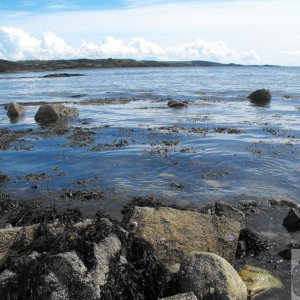 seaweed_and_rocks