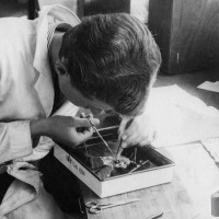 'A' level Biology Practical Disection 1962