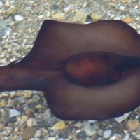 Sea Hare