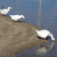 Greek Geese