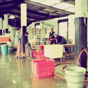 Newlyn Fishmarket 1972