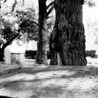 Graveyard Trees