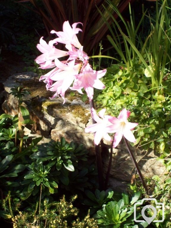 A Late Summer Show in Penlee Park