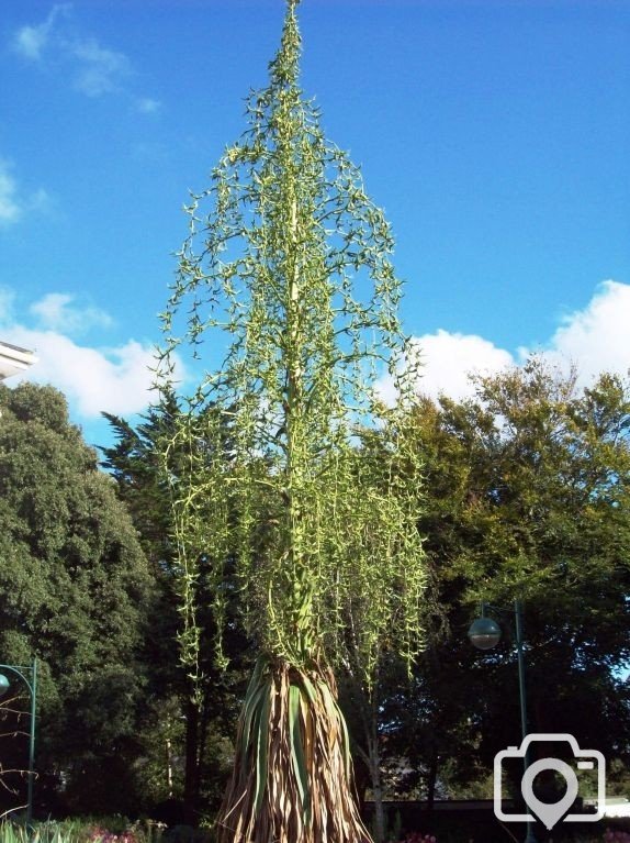 A Late Summer Show in Penlee Park