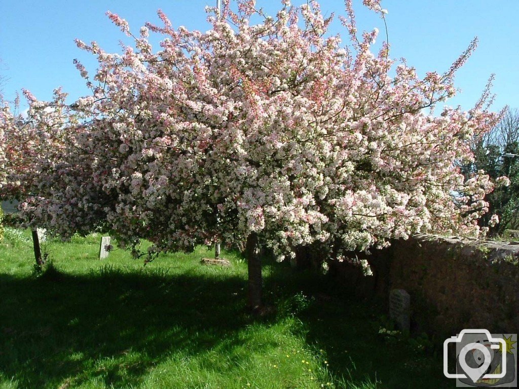 Cherry blossom