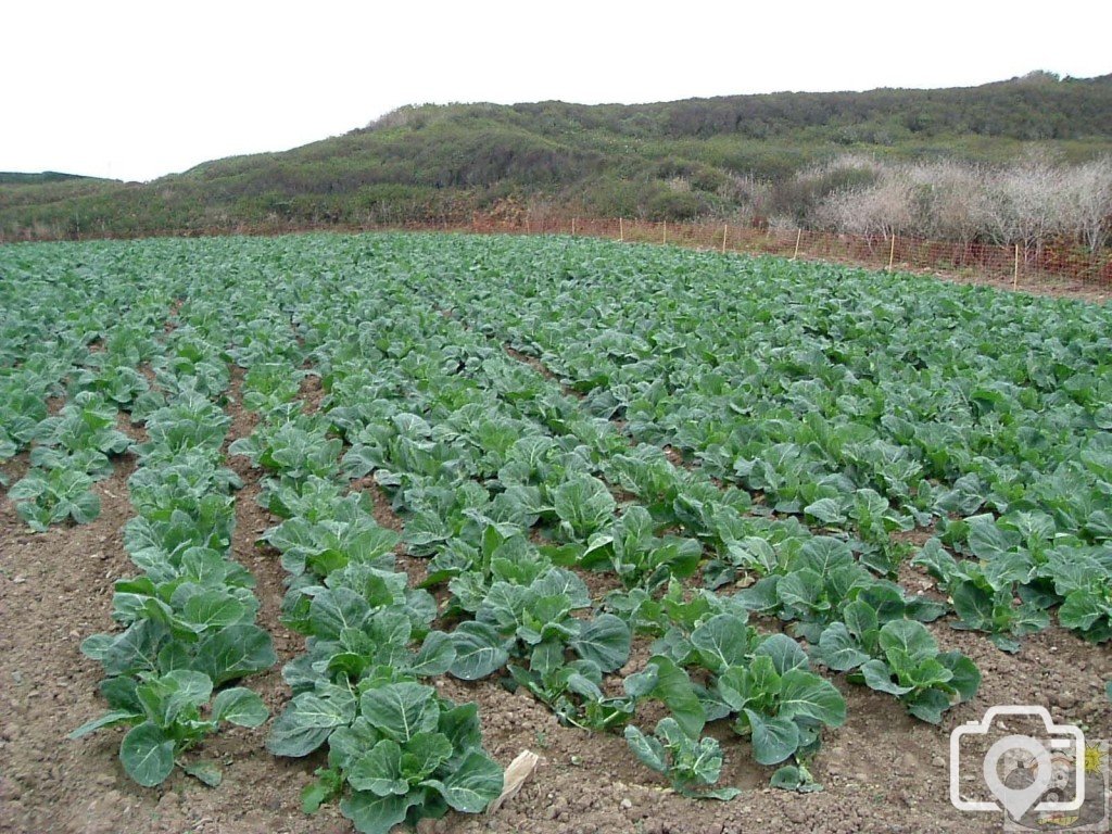 Cultivated cabbages