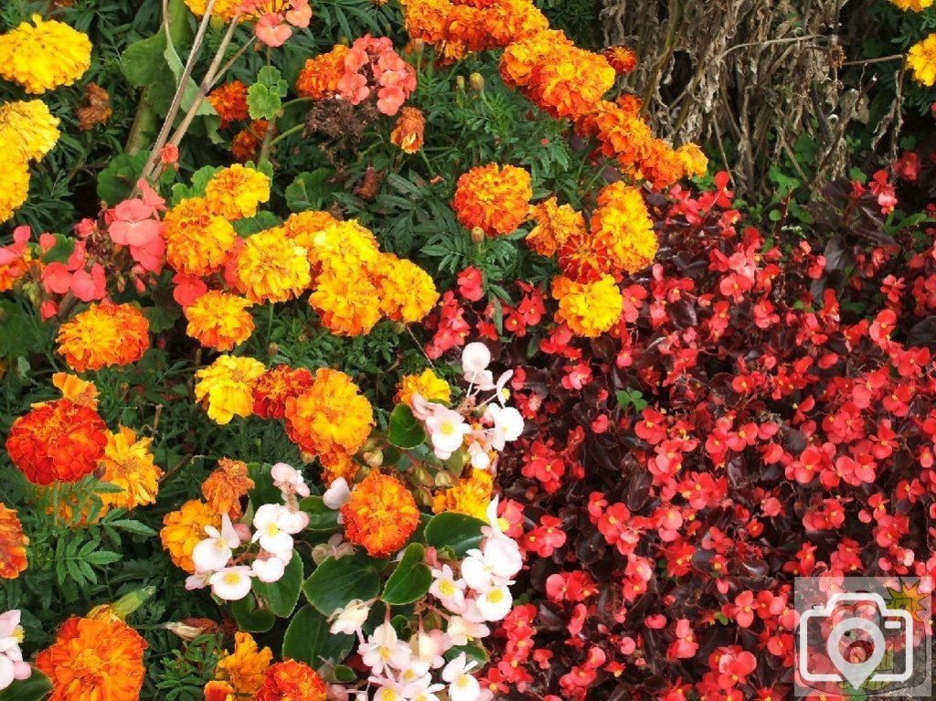 Cultivated flowers adorn a window box at Marazion