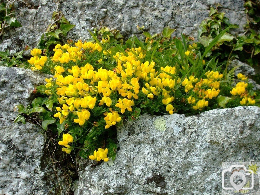 'Eggs and Bacon', St Michael's Mount