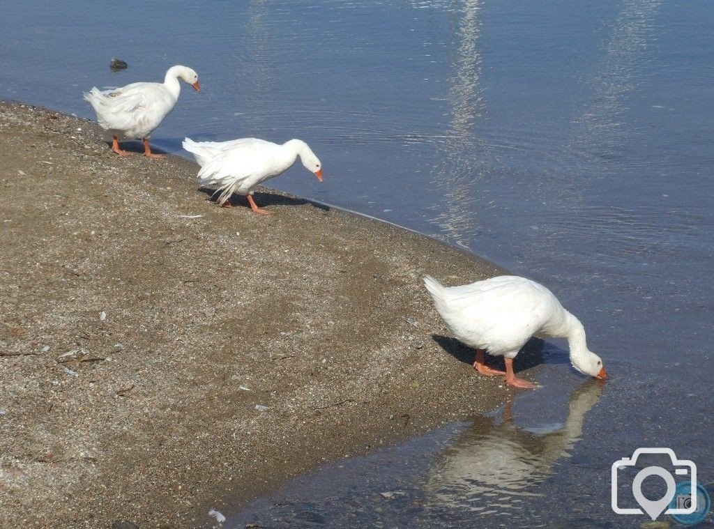 Greek Geese