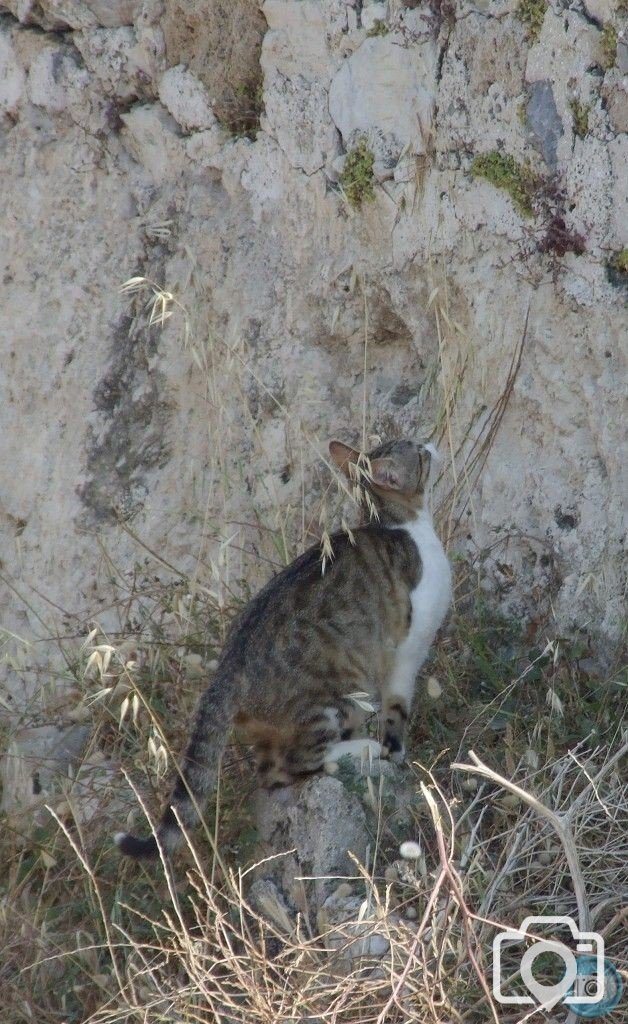 Hersonissos cat