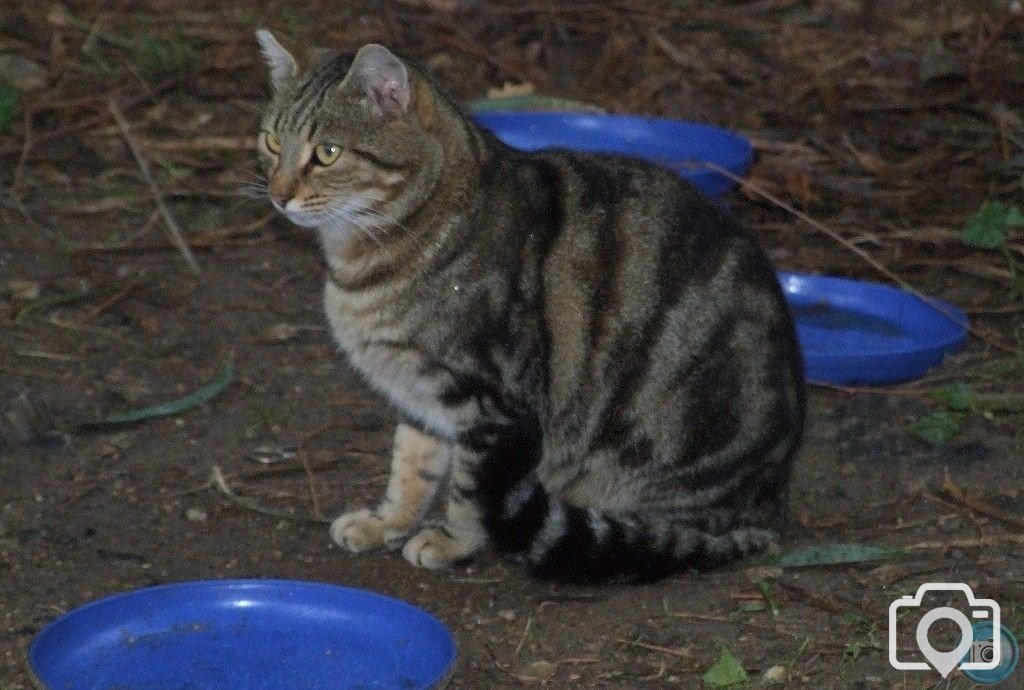 In a Monastery Garden