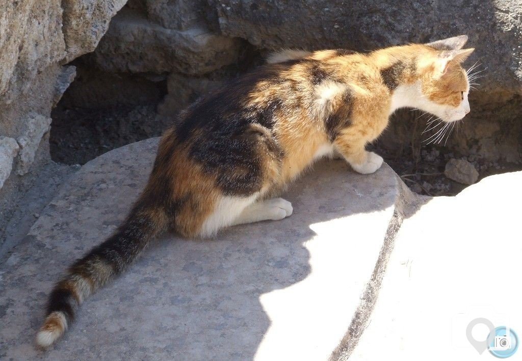 Knossos Kat