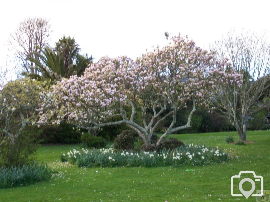 Magnificent Magnolia