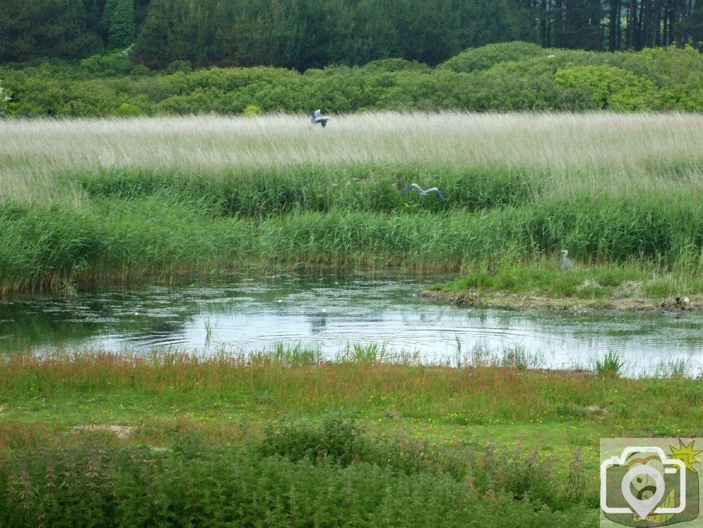 Marazion Marsh - 02Jun10