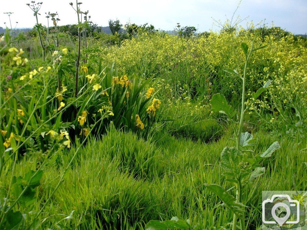 Marazion Marsh - 02Jun10