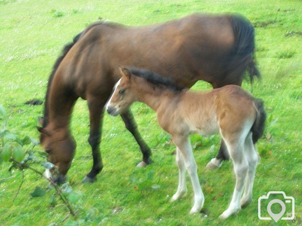 Mother and Foal