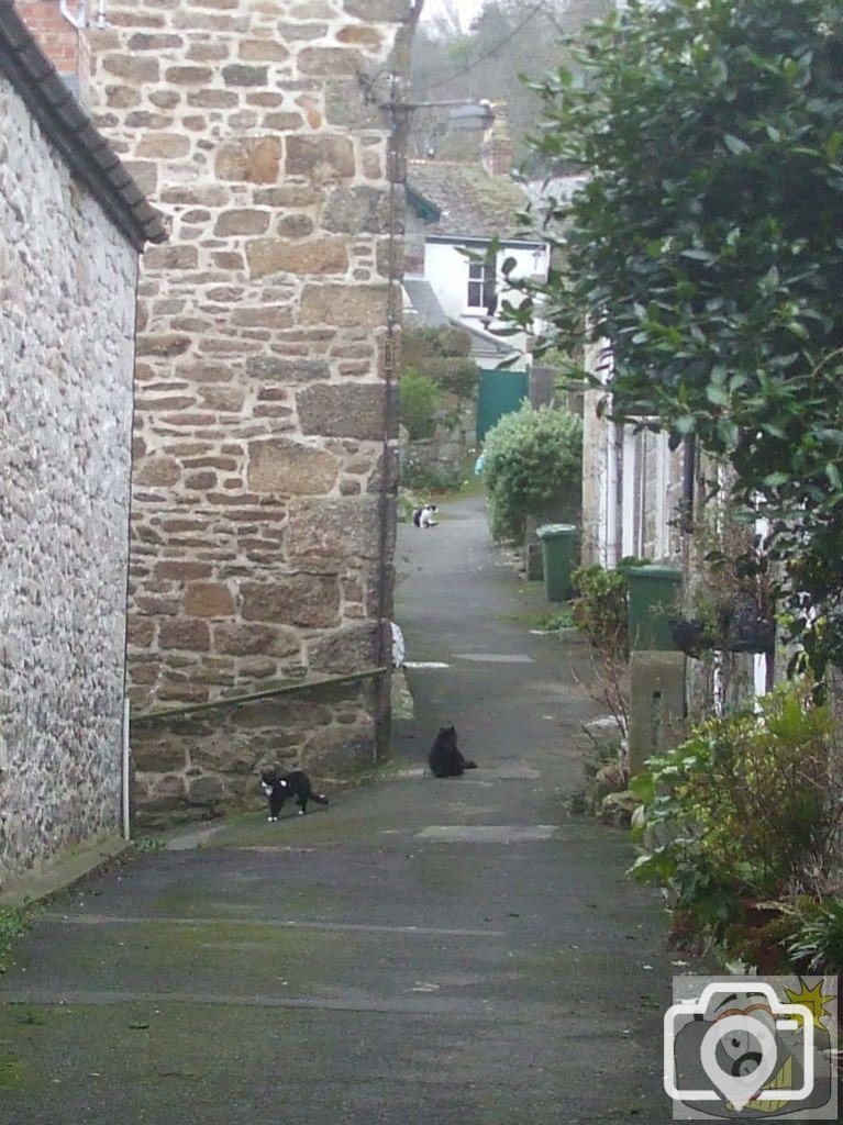 Mousehole Lane and more cats!