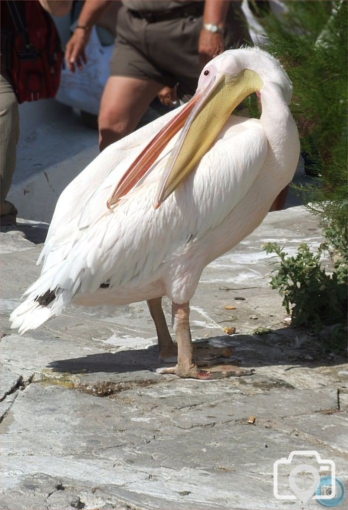 Mykonos Pelican