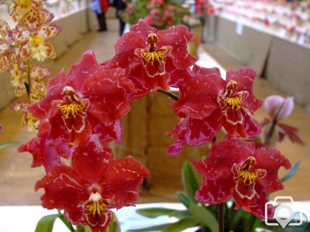 PENZANCE SPRING SHOW - 11-12th March, 2011