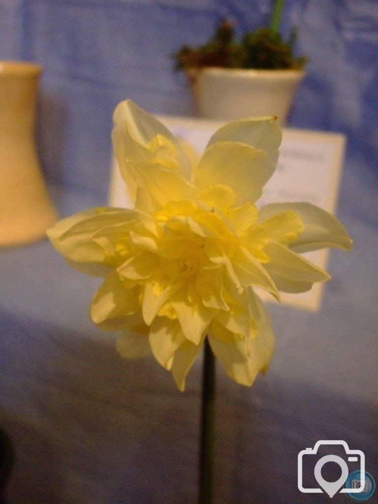 PENZANCE SPRING SHOW - 12MAR2011