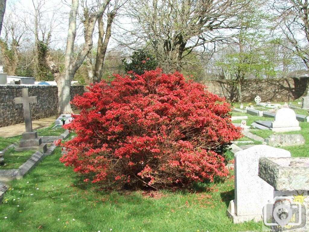 Red bush