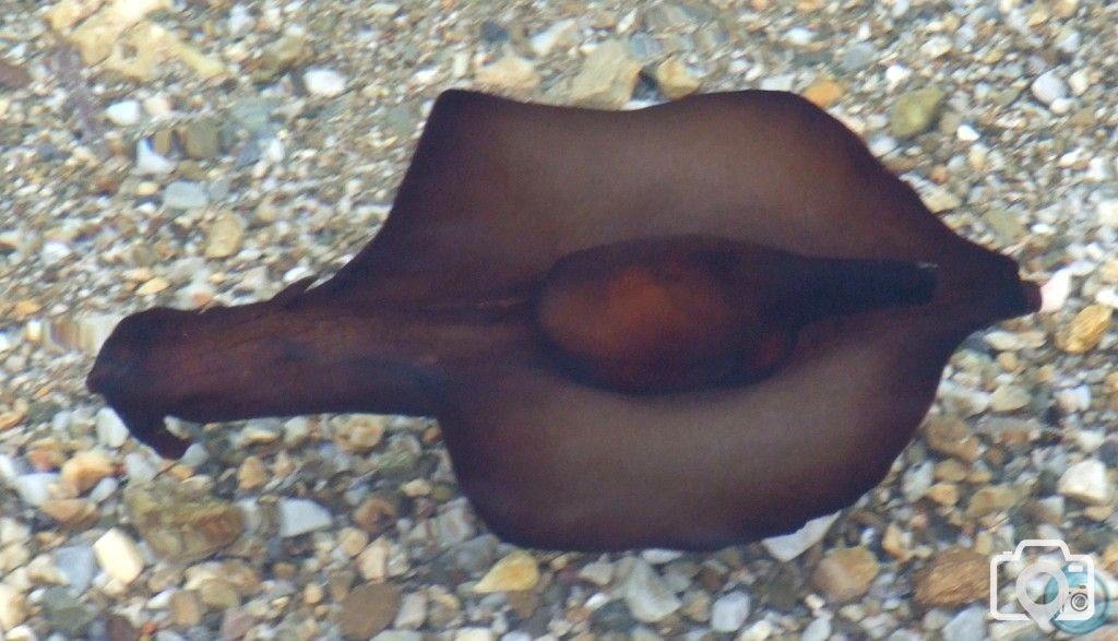 Sea Hare