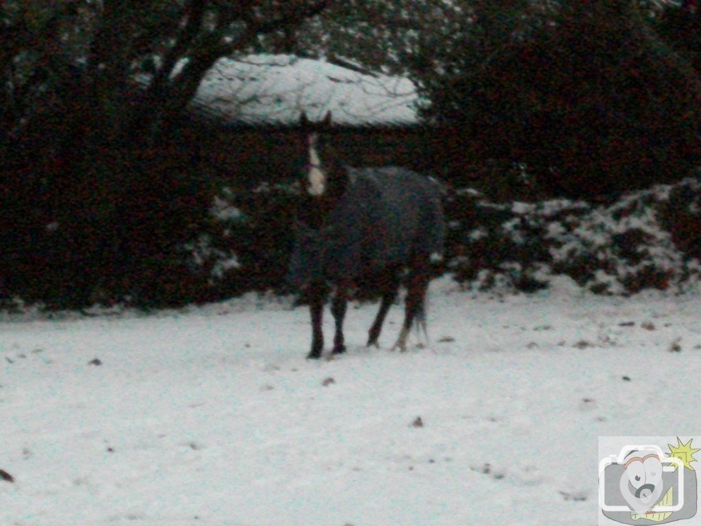 Snow January 2010