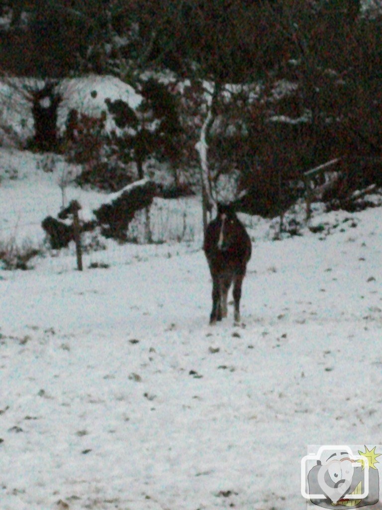 Snow January 2010