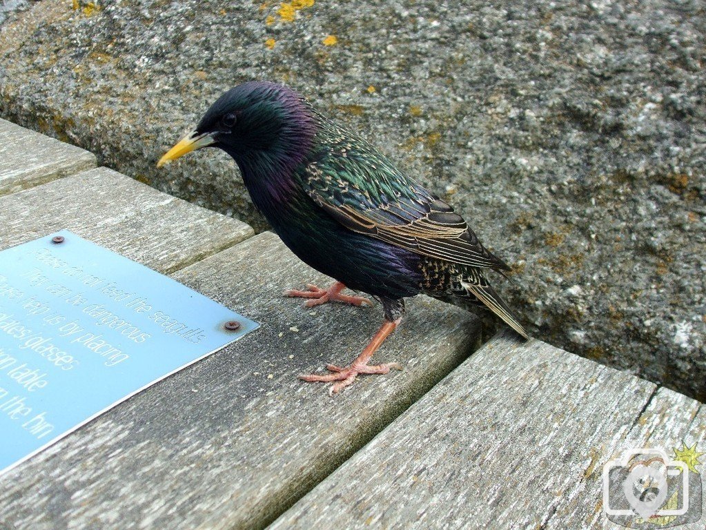 St Michael's Mount - 18May10