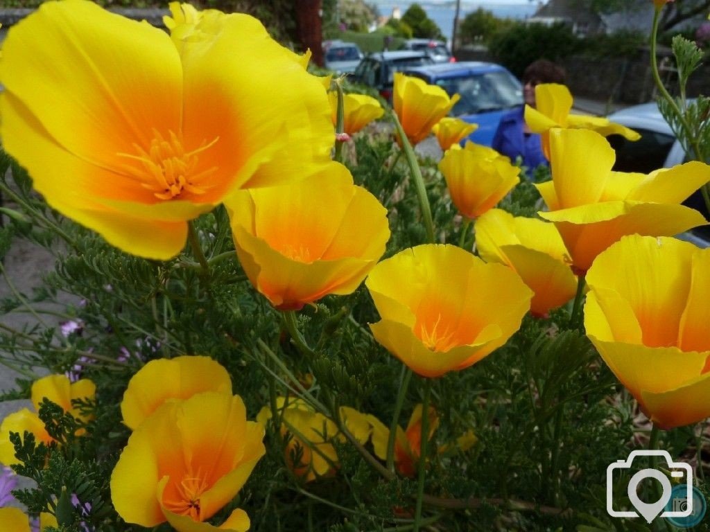 Summery selection: In a Chyandour garden