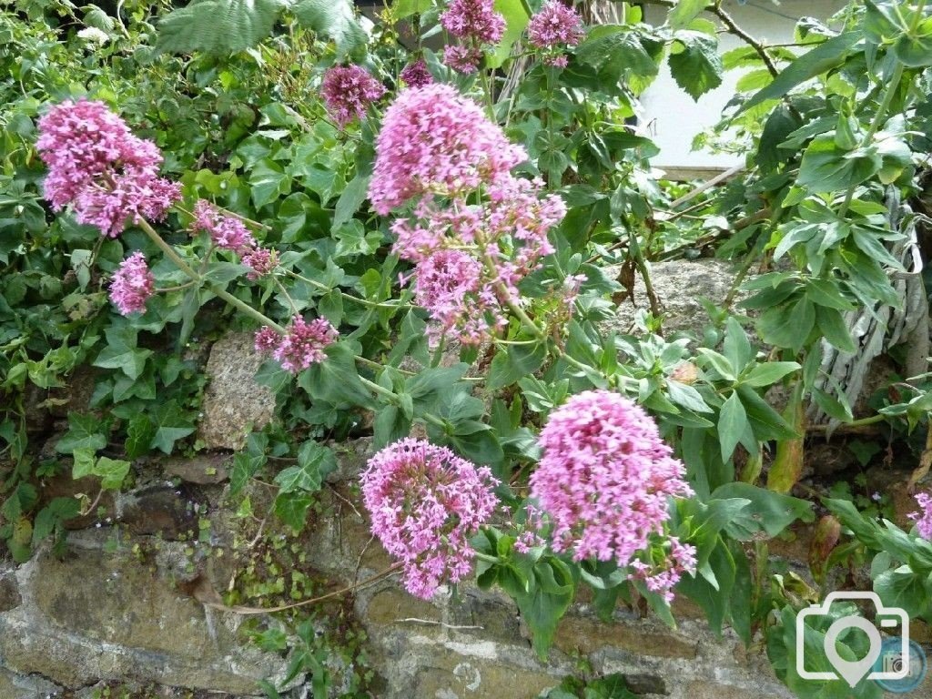 Summery selection: Pink valerian